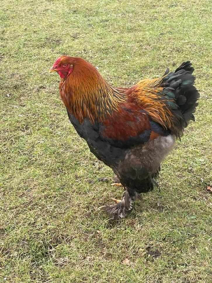 Brahma hanen gratis, Dieren en Toebehoren, Overige Dieren, Mannelijk, Mei