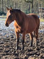 Dressuurmerrie/weidemaatje, Dieren en Toebehoren, Merrie, Zadelmak