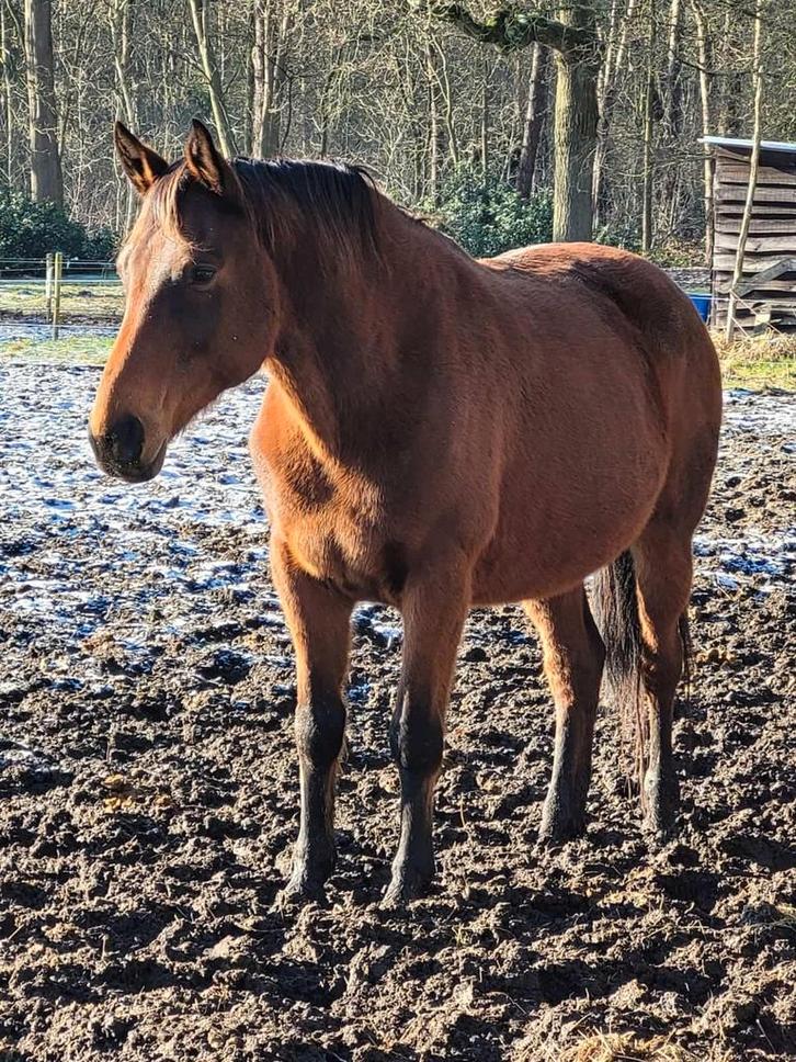 Dressuurmerrie/weidemaatje, Dieren en Toebehoren, Paarden, Merrie, Zadelmak