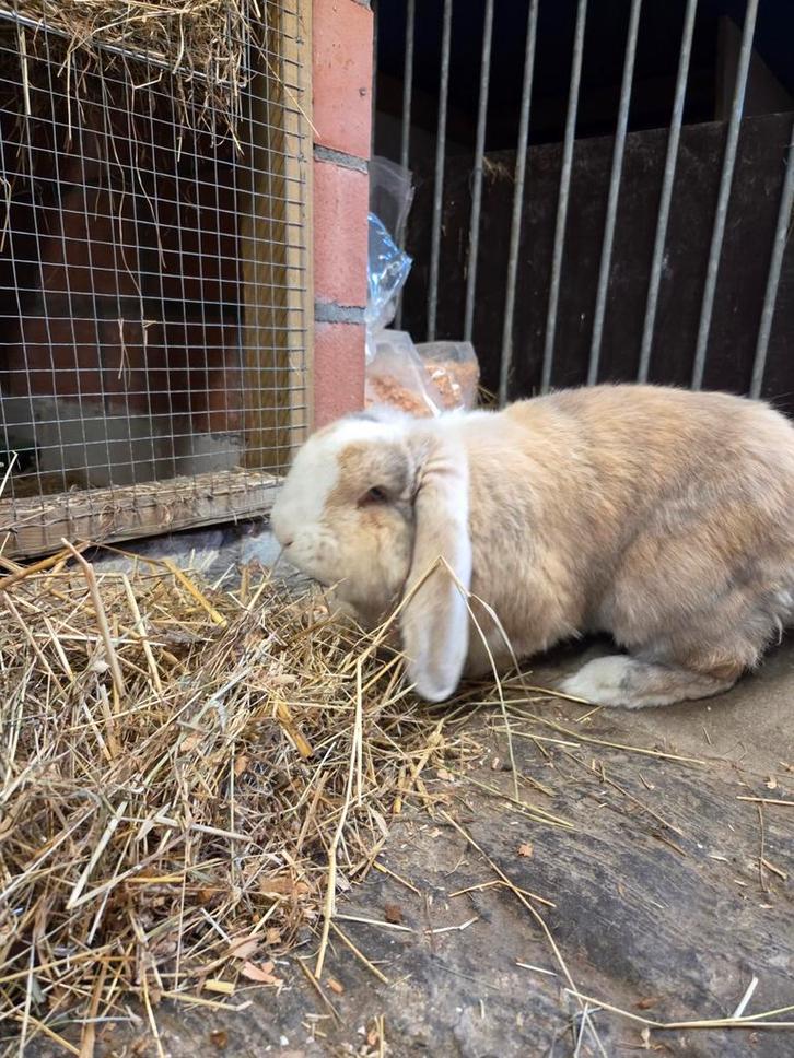 Franse hangoor ram, Animaux & Accessoires, Lapins, Oreilles tombantes