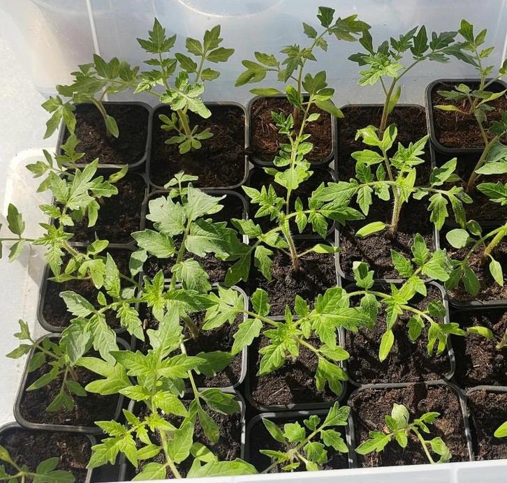 Tomaten plantjes te koop, Tuin en Terras, Planten | Tuinplanten, Eenjarig, Groenteplanten, Ophalen