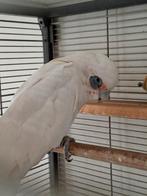 Cacatoes a oeil nu, Animaux & Accessoires, Oiseaux | Perruches & Perroquets, Mâle, Perroquet, Bagué