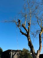 Ontbossing/vellen/snoeien en verwijderen van bomen, Ophalen, Overige soorten, 400 cm of meer