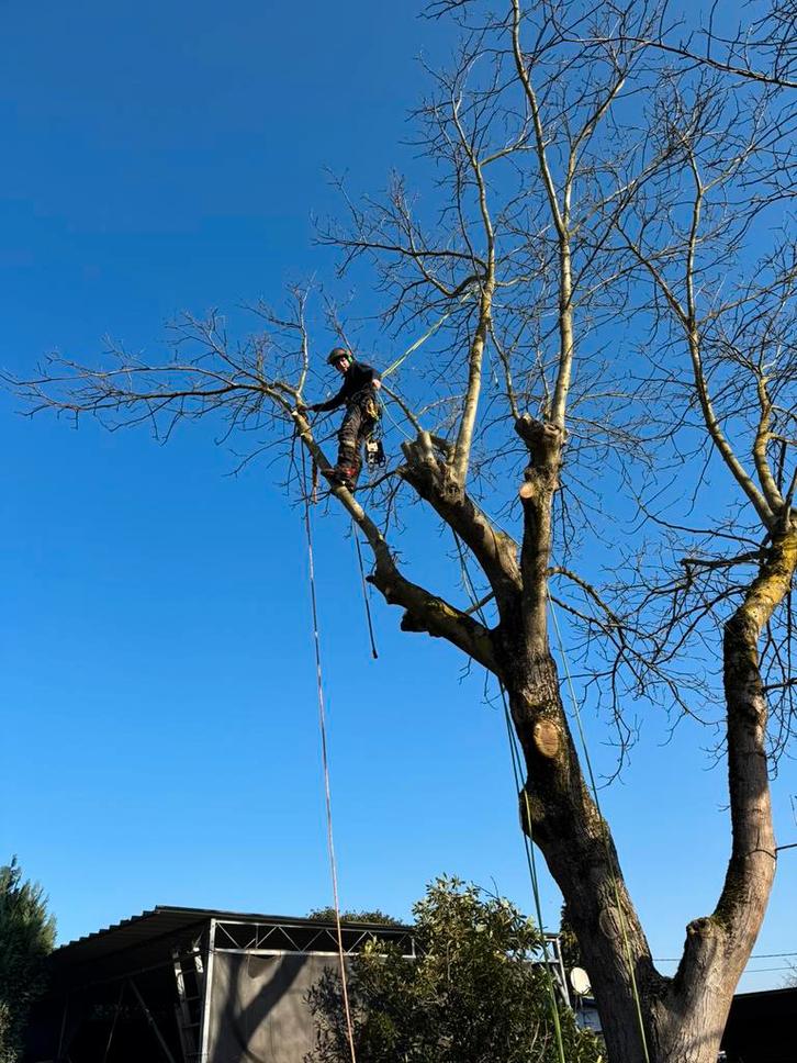 Ontbossing/vellen/snoeien en verwijderen van bomen, Tuin en Terras, Planten | Bomen, Overige soorten, 400 cm of meer, Ophalen
