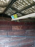 Belles jeunes perruches capables de se reproduire