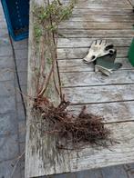 Herfsthooi blote wortel, Ophalen