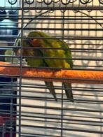 Aratinga Pertinax Surinam, Sexe inconnu, Perroquet, Bagué