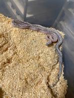 0.1 Scaleless anery (super) tesera, Dieren en Toebehoren