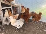 Poulets à vendre, Animaux & Accessoires, Poule ou poulet