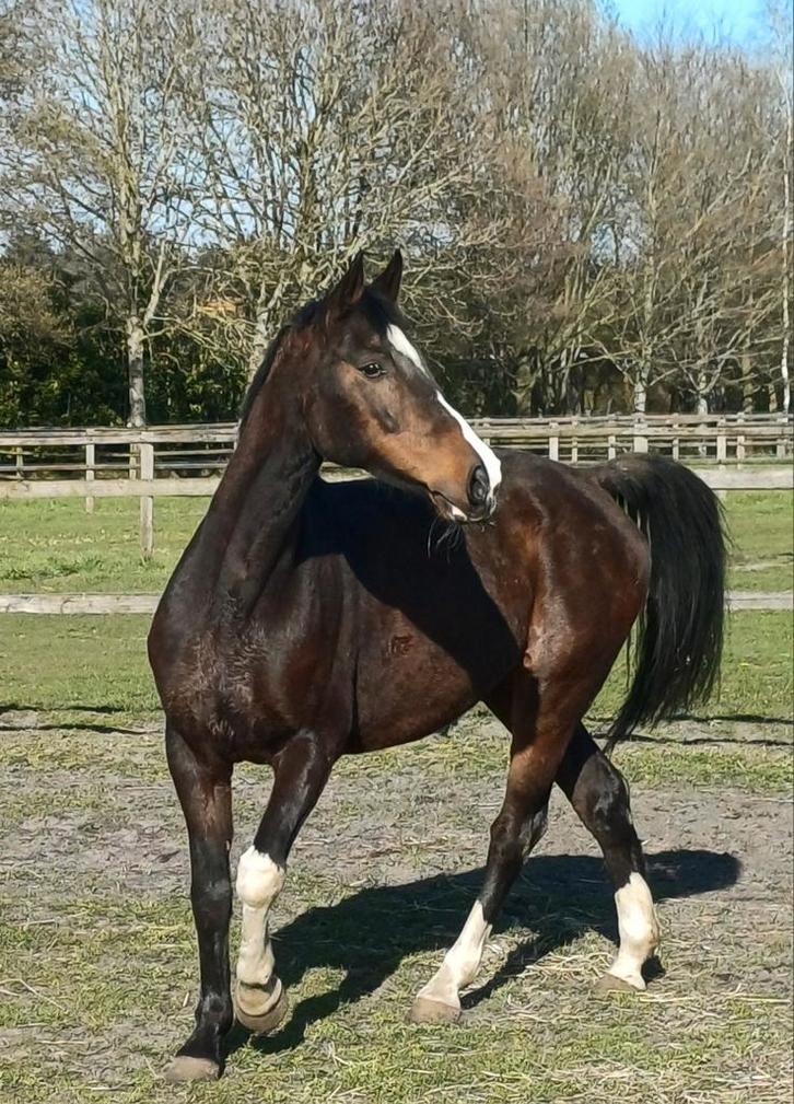 Leuk paardje, Dieren en Toebehoren, Paarden, Merrie