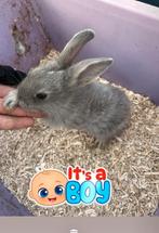 3 mooie rammetjes, Dieren en Toebehoren, Konijnen, Mannelijk, Dwerg, 0 tot 2 jaar