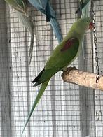 Perruche Alexander, Animaux & Accessoires, Oiseaux | Perruches & Perroquets, Mâle, Perruche, Bagué