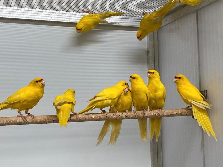 Geelvoorhoofdkakerikies, Dieren en Toebehoren, Vogels | Parkieten en Papegaaien