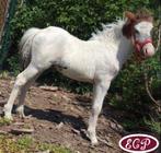 Cheval bouclé/mini-chevaux frisés Cheval hypoallergénique fr