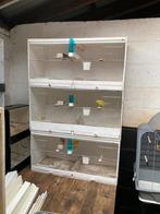 3 kweekkooien, Dieren en Toebehoren, Vogels | Kanaries