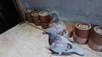 Jonge duiven, Animaux & Accessoires, Oiseaux | Pigeons, Sexe inconnu, Pigeon voyageur