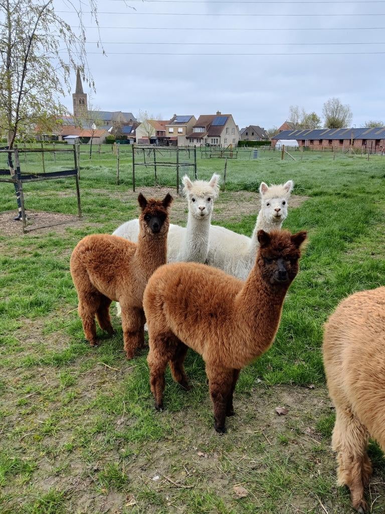 Alpaca merrie's, Dieren en Toebehoren, Juni