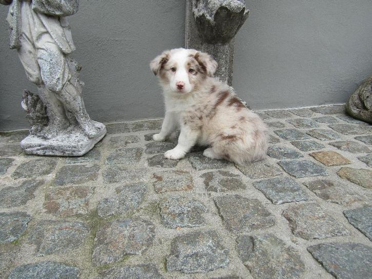 Border collie puppy teefje, Animaux & Accessoires, Chiens | Bergers & Bouviers, Chienne, Colley, Éleveur | Professionnel, Un chien