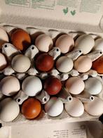 Broedeieren legkippen, Dieren en Toebehoren, Pluimvee, Eend