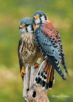 Crécerelles américaines., Oiseau de proie, Domestique