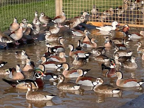 Siereenden, Dieren en Toebehoren, Pluimvee | Toebehoren, Ophalen