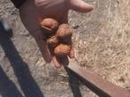 Noten te koop. In bulk., Tuin en Terras, Ophalen of Verzenden