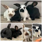 konijnen van 2 maanden kleine Lotharingen, Dieren en Toebehoren, Konijnen