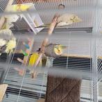 Valkparkieten, Dieren en Toebehoren