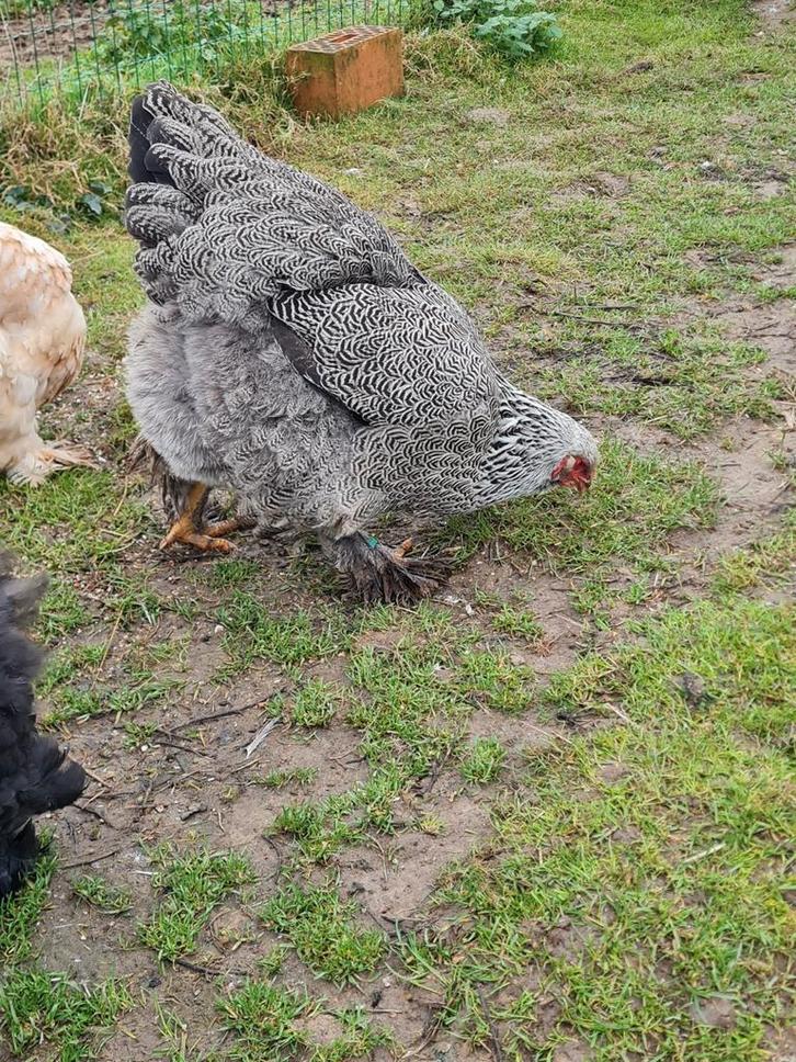 Brahma koppel, Dieren en Toebehoren, Pluimvee