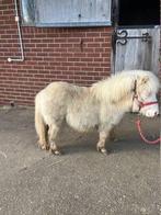 Cremello shetlander, Dieren en Toebehoren, Pony's, Ruin