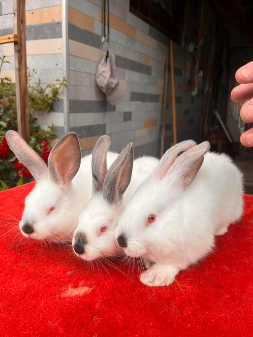 Konijnen, Dieren en Toebehoren, Konijnen, Meerdere dieren