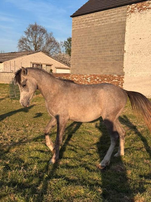 Poulain Pur-Sang Arabe  Pleins papiers Lignée prestigieuse, Dieren en Toebehoren, Paarden, Hengst, L, 0 tot 2 jaar, Met stamboom