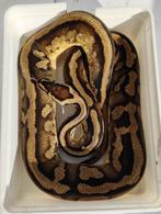 1.0 Pastel pied - Python regius, Dieren en Toebehoren, Reptielen en Amfibieën, Slang, Tam, 3 tot 6 jaar