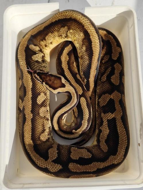 1.0 Pastel pied - Python regius, Dieren en Toebehoren, Reptielen en Amfibieën, Slang, 3 tot 6 jaar, Tam