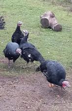 zwarte kalkoenen, Dieren en Toebehoren, Meerdere dieren, Kalkoen