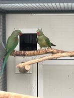 Alexanderparkiet , Donkergroen, Dieren en Toebehoren, Vrouwelijk, Parkiet, Geringd
