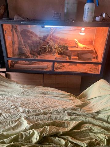 Pogona adule avec terra  beschikbaar voor biedingen