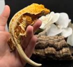 Lilly white wimpergekko vrouw (bewezen!) met terrarium, Met terrarium