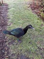 Wilde muskus eend man barberie, Dieren en Toebehoren, Pluimvee, Eend