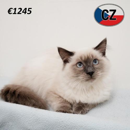 Ragdoll kittens te koop, Dieren en Toebehoren, Katten en Kittens | Raskatten | Langhaar, Meerdere dieren, 0 tot 2 jaar, Gechipt