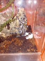 Poecilotheria regalis met terrarium, Dieren en Toebehoren, Spin of Schorpioen