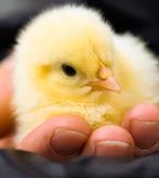 Kuikens kuikentjes paaskuikens NU BESCHIKBAAR, Dieren en Toebehoren, Pluimvee, Vrouwelijk, Kip