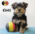 Yorkshire - Adrables chiots belges à vendre, Commerçant, Yorkshire Terrier, 8 à 15 semaines, Plusieurs