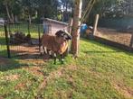Kameroen schaap ram 1,5 jaar, Dieren en Toebehoren, Schapen, Geiten en Varkens, Schaap