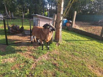 Kameroen schaap ram 1,5 jaar beschikbaar voor biedingen