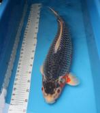 mooie Asagi, Dieren en Toebehoren, Karper of Koi