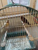 Koppel kanarie, Canari de couleur