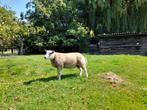2 jonge rammen te koop, Dieren en Toebehoren, Mannelijk, Schaap, 0 tot 2 jaar