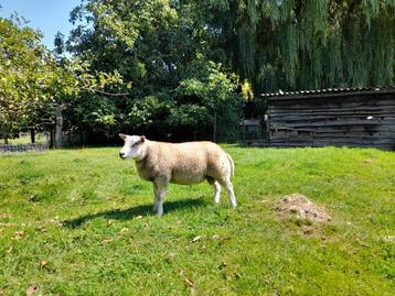 2 jonge rammen te koop, Mâle, Mouton, 0 à 2 ans