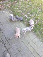Franse bulldog puppy's, Dieren en Toebehoren, België, CDV (hondenziekte), 8 tot 15 weken, Bulldog